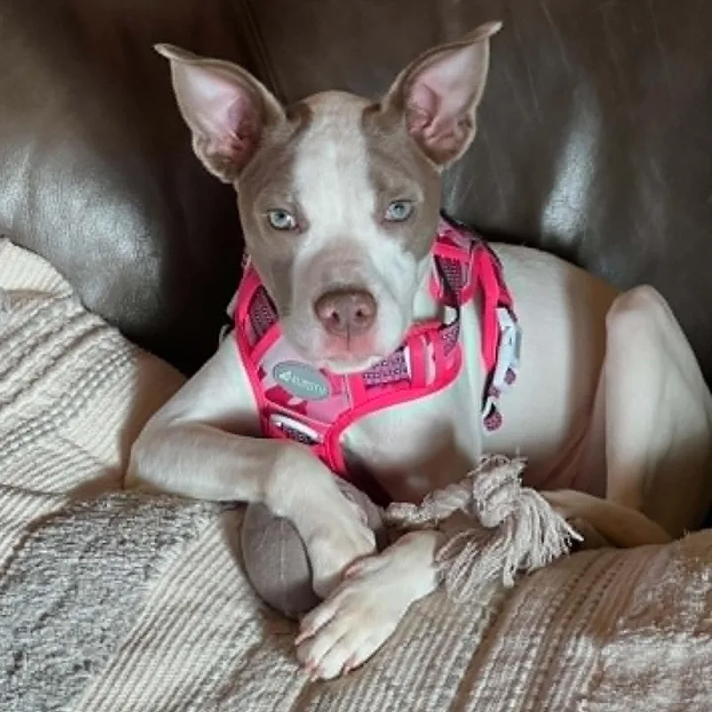 A young medium-sized female White / Cream Mixed Breed dog named Sparrow for adoption in Hilton, NY