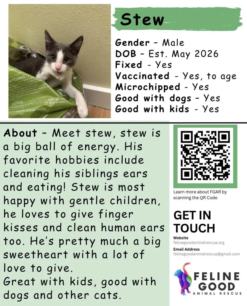 A baby medium-sized male Gray & White Domestic Short Hair cat named Stew for adoption in Eugene, OR