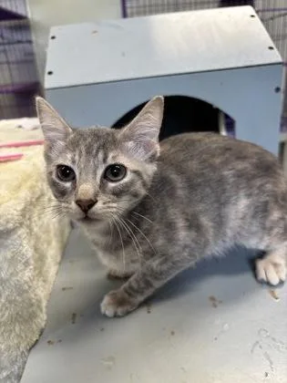 A baby medium-sized female Domestic Short Hair cat named Peppermint Fizz for adoption in Picayune, MS