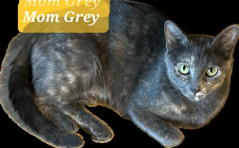 Mom Grey thumbnail 2