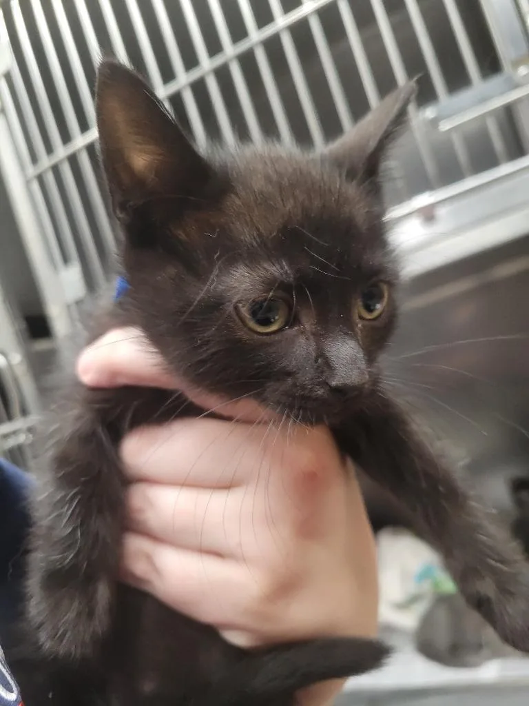 A baby small-sized female Domestic Short Hair cat named Ranger for adoption in Angola, IN