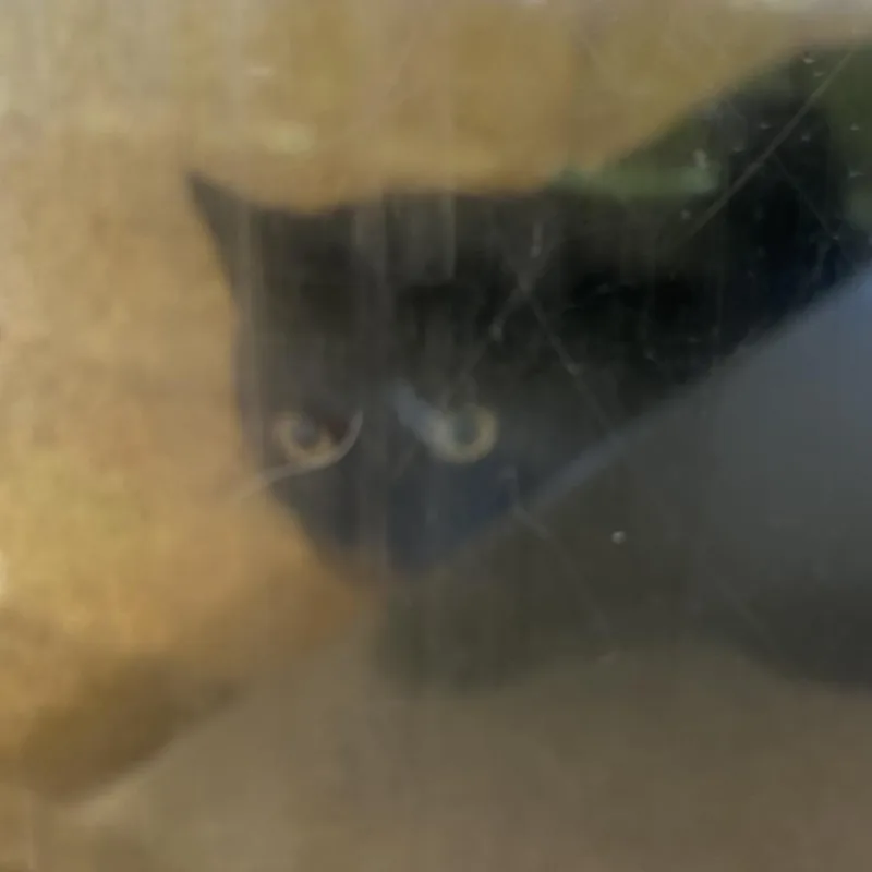 A young medium-sized female Black Domestic Short Hair cat named Daisy for adoption in Philadelphia, PA