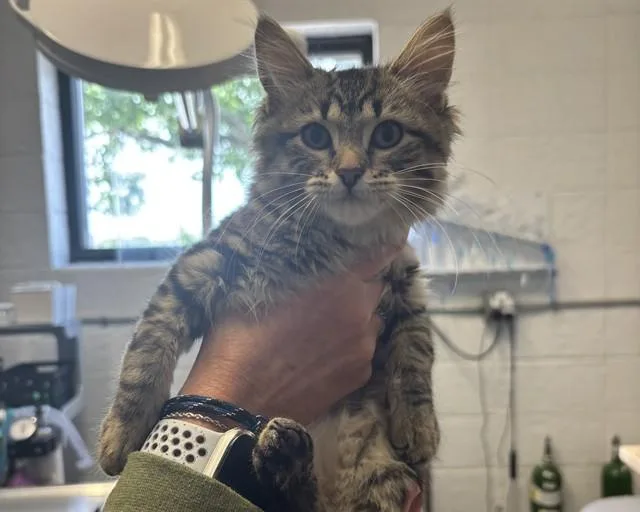 A young small-sized female Domestic Long Hair cat named Sammie for adoption in Olathe, KS