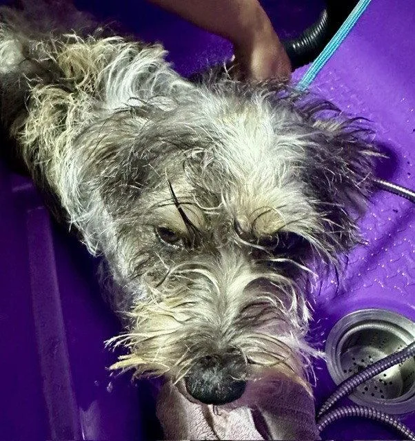 A young small-sized female Standard Schnauzer dog named Frankie for adoption in Sistersville, WV