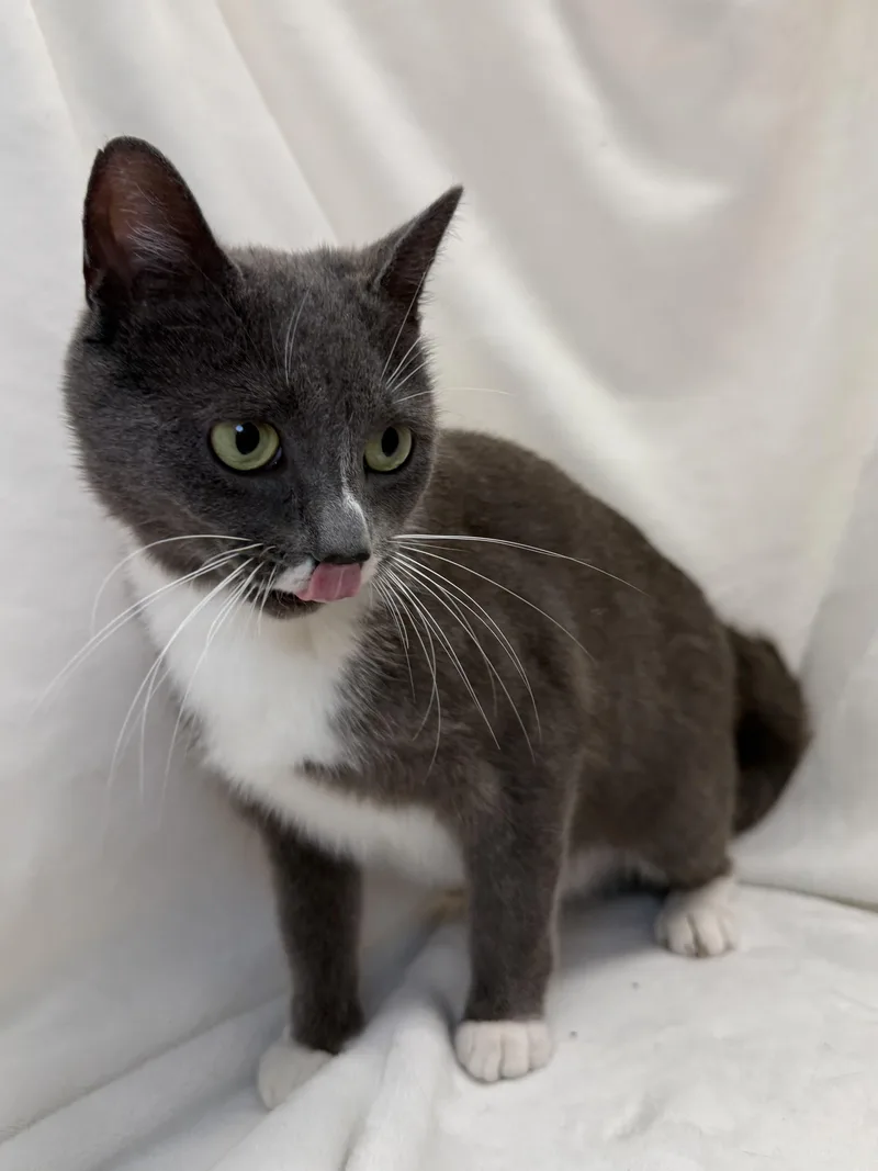A young medium-sized female Gray & White Domestic Short Hair cat named Sabrina for adoption in Greensboro, NC