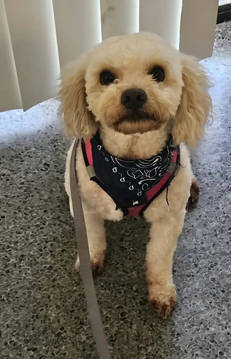 Duke