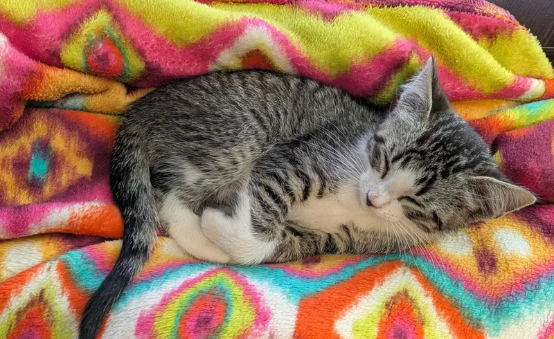 A baby medium-sized female Gray & White Tabby cat named Pigeon for adoption in Bentonville, AR