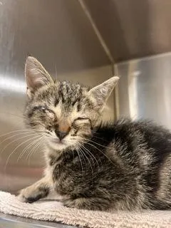 A baby small-sized female Domestic Short Hair cat named Whisper for adoption in Honolulu, HI