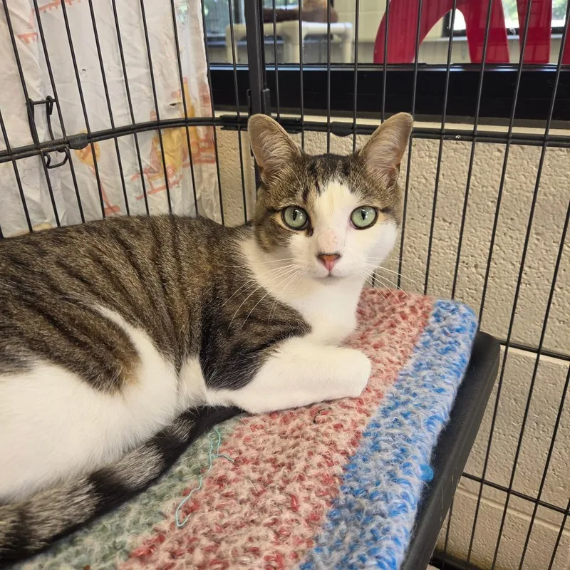 A young large-sized male Brown / Chocolate Domestic Short Hair cat named Dungeon Crawler Carl for adoption in Rocky Mount, VA