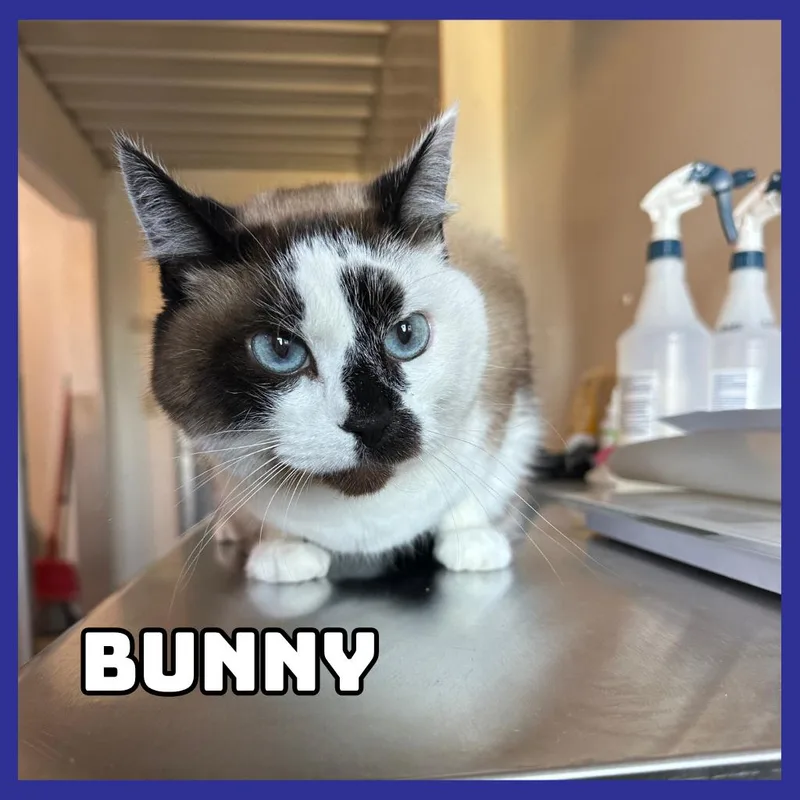 Bunny