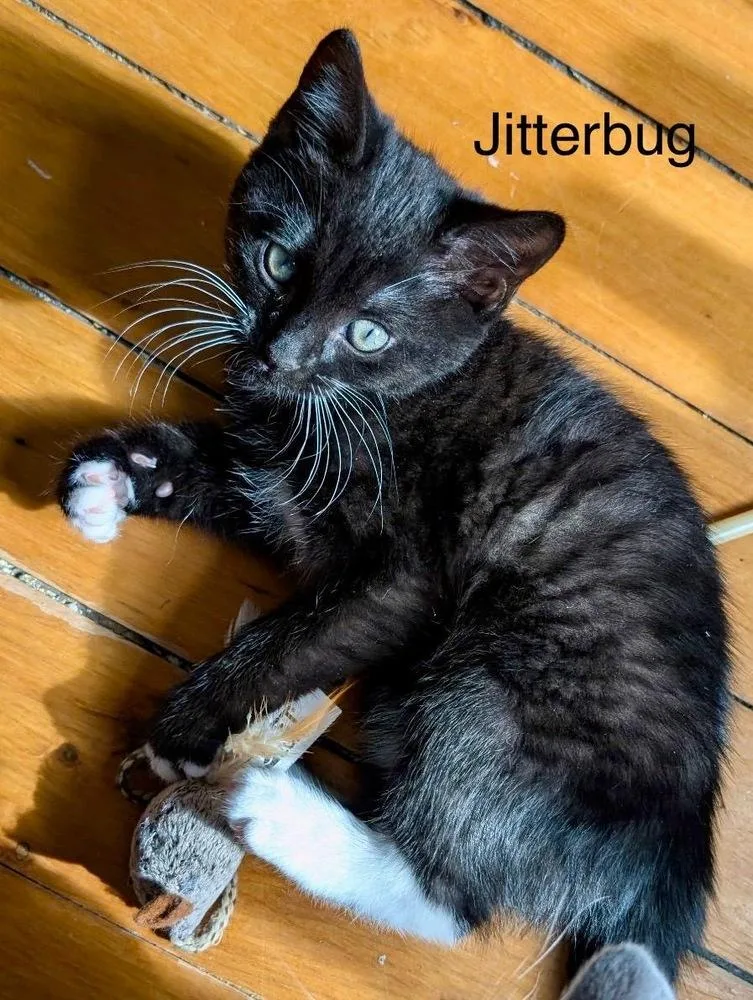 A baby small-sized female Black Domestic Short Hair cat named Jitterbug for adoption in West Mifflin, PA