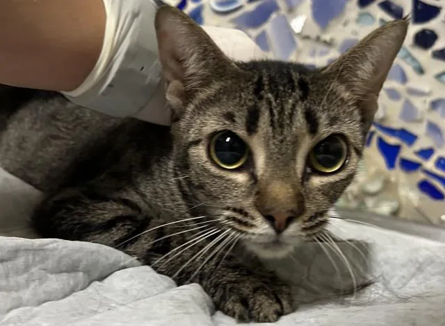 An adult medium-sized female Domestic Short Hair cat named Rowena for adoption in Pensacola, FL