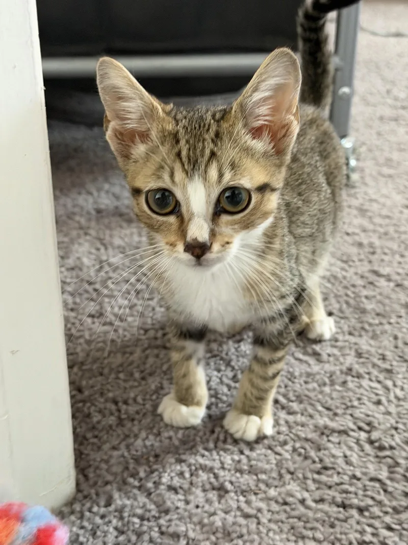 A baby medium-sized male Tabby cat named Kenny for adoption in Georgetown, KY