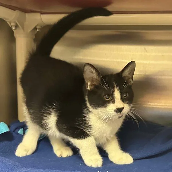 A baby small-sized male Domestic Short Hair cat named Stitchy for adoption in Walnut Creek, CA
