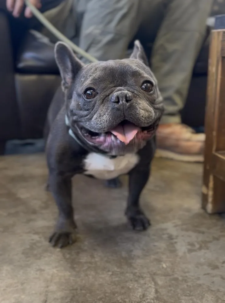 An adult small-sized male French Bulldog dog named Queso for adoption in ventura, CA