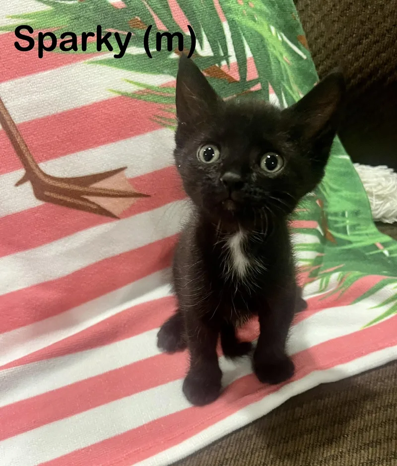 A baby small-sized male Domestic Short Hair cat named Sparky for adoption in Dixon, CA