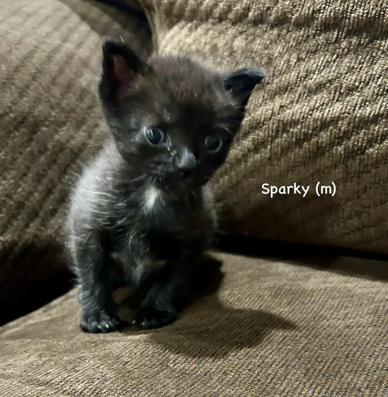 Sparky thumbnail 2