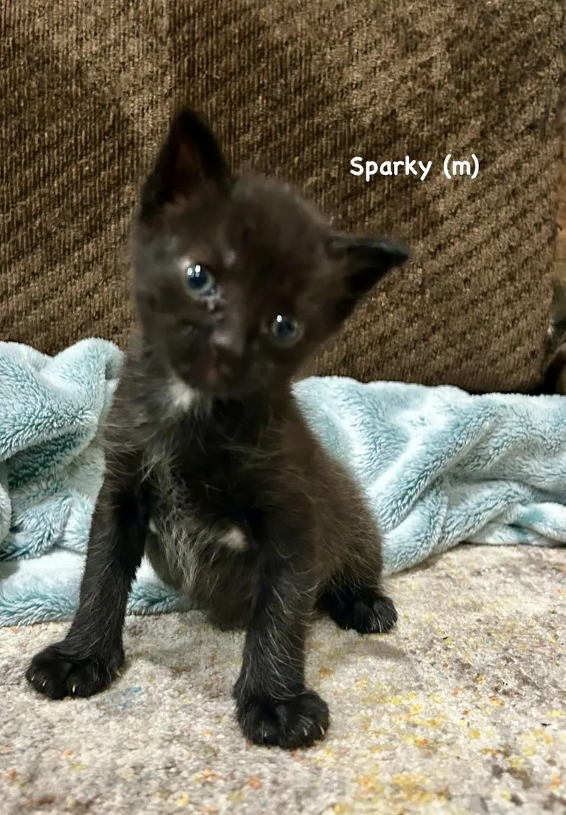 Sparky thumbnail 4