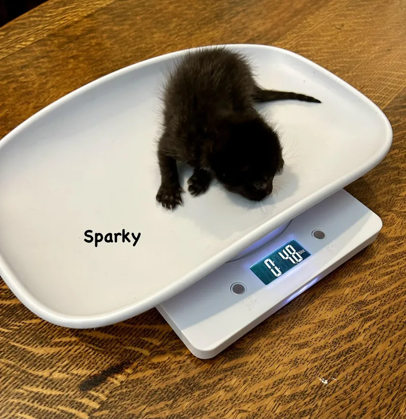 Sparky thumbnail 6