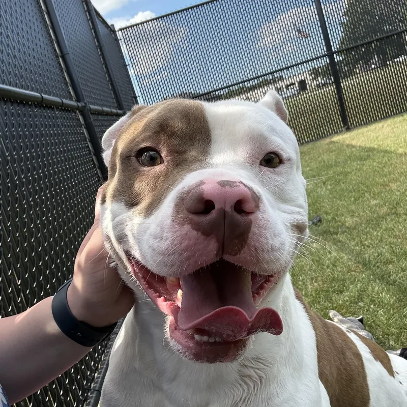 An adult large-sized male Pit Bull Terrier dog named Woodchuck for adoption in Kankakee, IL