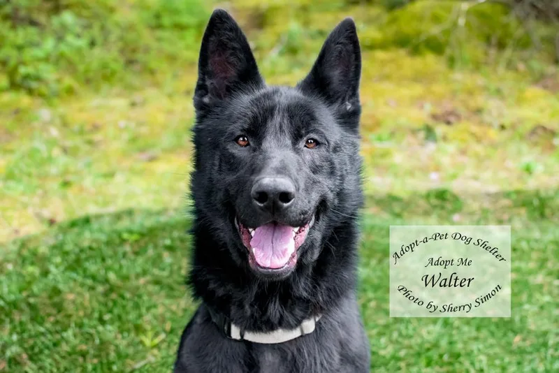 An adult large-sized male German Shepherd Dog dog named Walter for adoption in Shelton, WA
