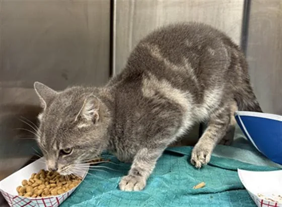 A young medium-sized male Domestic Short Hair cat named Jackson for adoption in Indianapolis, IN