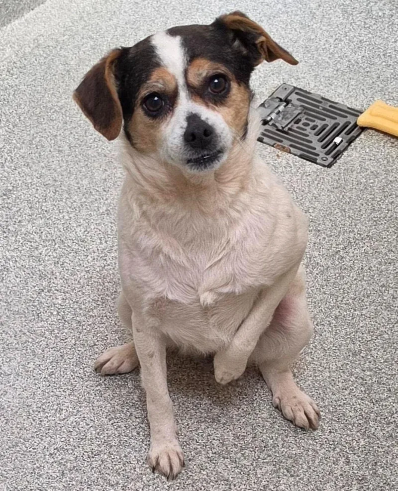 An adult small-sized female Tricolor (Brown, Black, & White) Beagle dog named Daisy for adoption in Troutman, NC