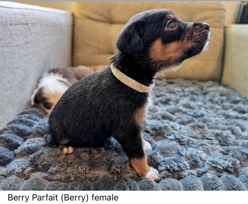 A baby medium-sized female Mixed Breed dog named Berry Parfait Chickfila Litter for adoption in Columbus, OH