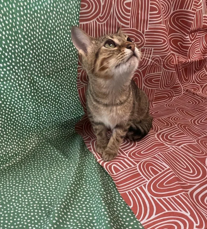 A baby small-sized male Tabby (Brown / Chocolate) Domestic Short Hair cat named Dusty Fang for adoption in Omaha, NE