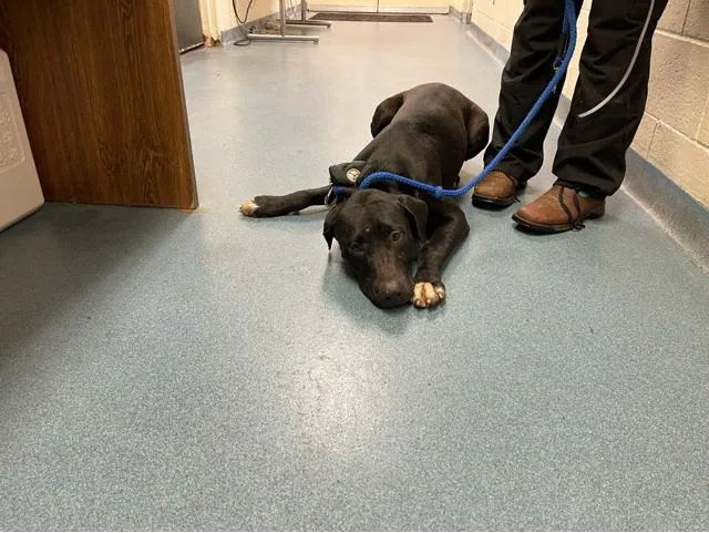A young medium-sized male Mixed Breed dog named Flapjack for adoption in West Palm Beach, FL