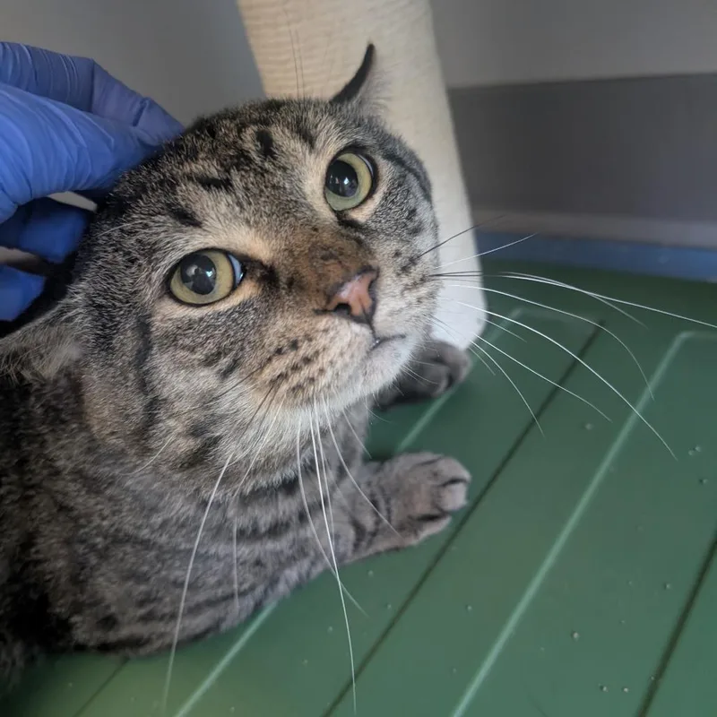 An adult large-sized male Domestic Short Hair cat named Justice for adoption in Watertown, NY