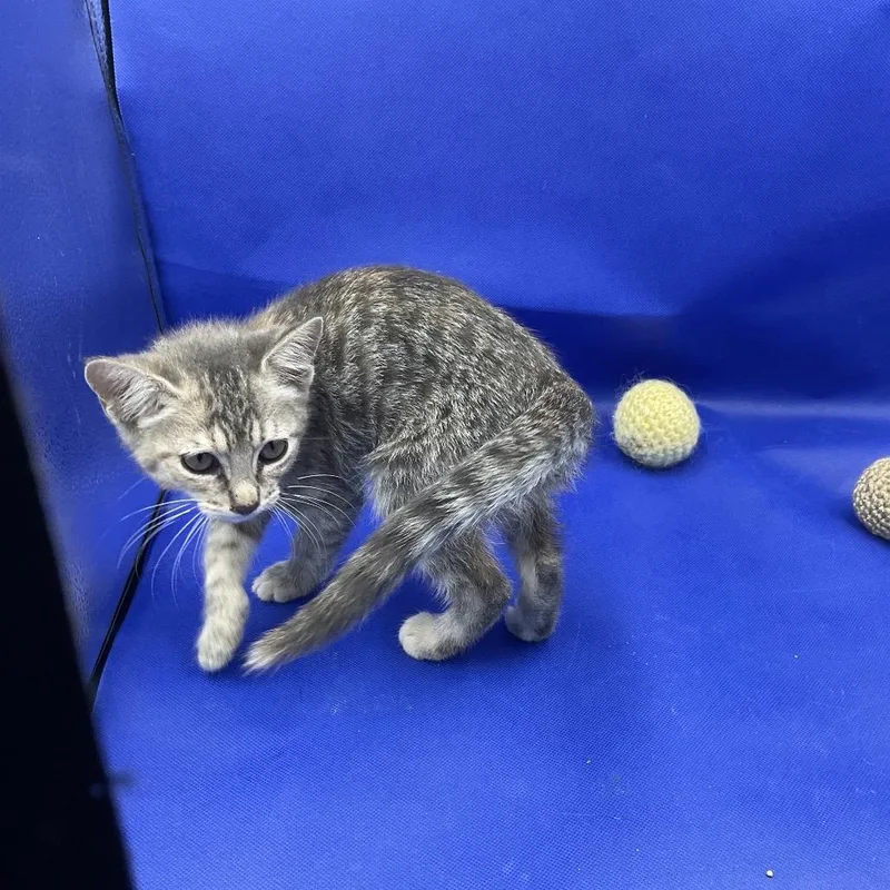 A baby small-sized female Brown / Chocolate Domestic Short Hair cat named Tinker Bell for adoption in Gonzales, LA