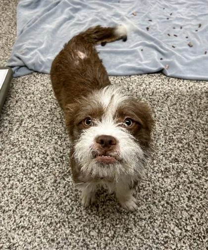 A young medium-sized male Mixed Breed dog named Rupert for adoption in Westland, MI