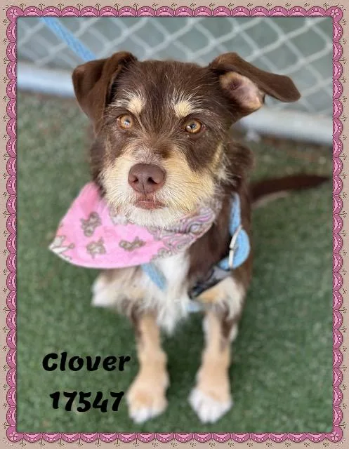 Clover See Also Thistle thumbnail 2