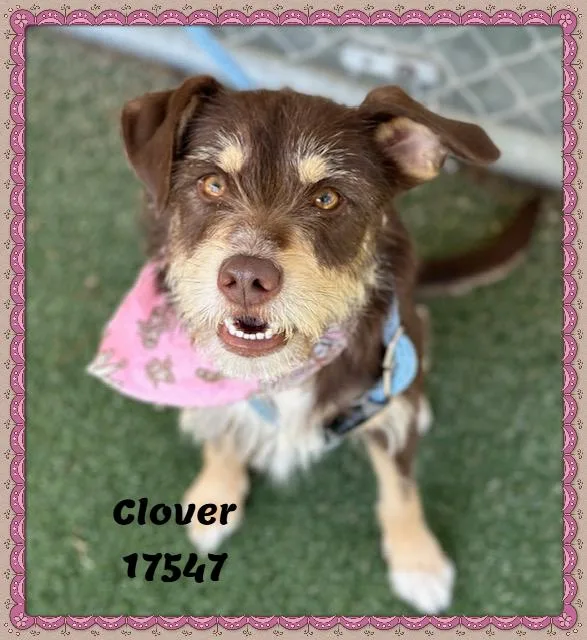 Clover See Also Thistle thumbnail 3