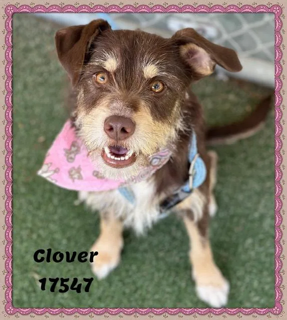 Clover See Also Thistle