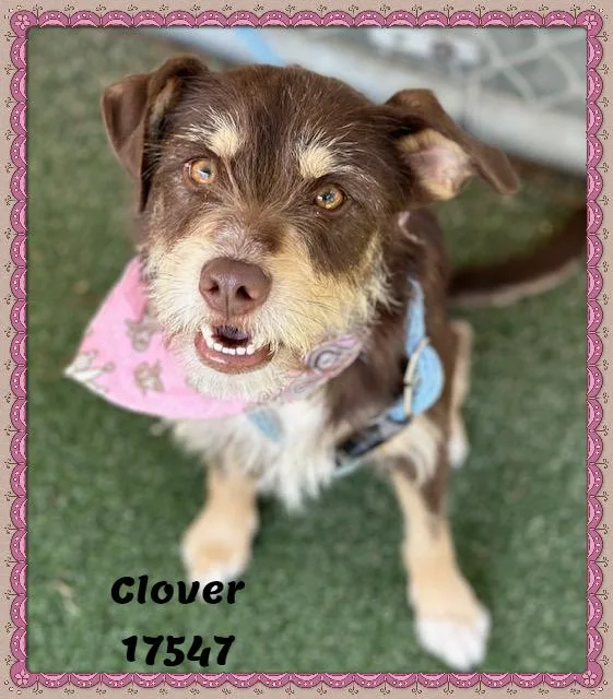 Clover See Also Thistle thumbnail 5