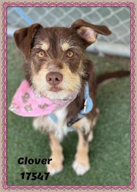 Clover See Also Thistle thumbnail 6