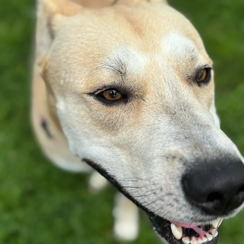 Okay Hoss thumbnail 2