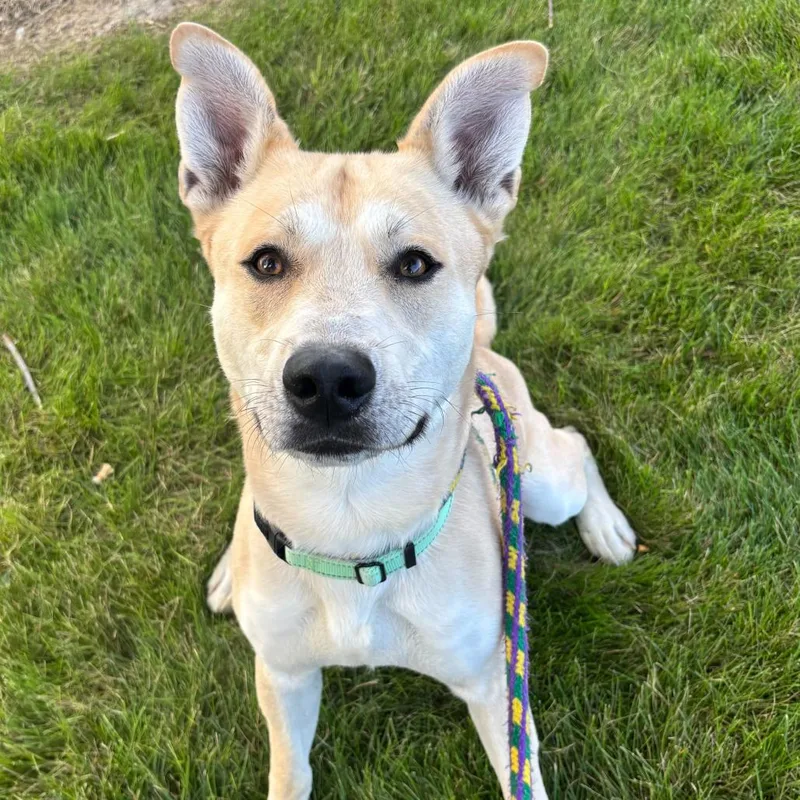 Okay Hoss thumbnail 3