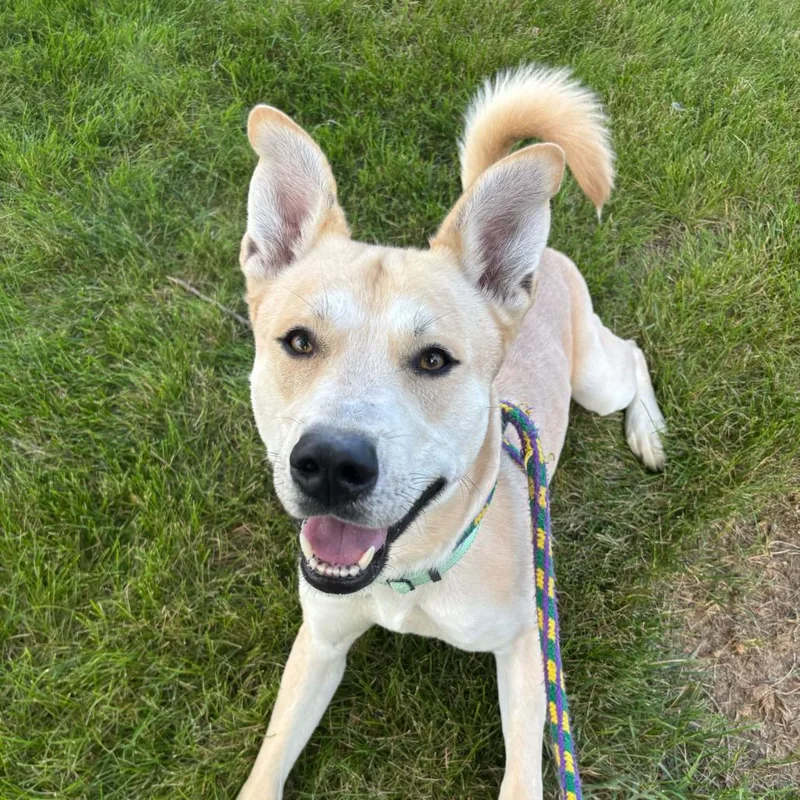 Okay Hoss thumbnail 4