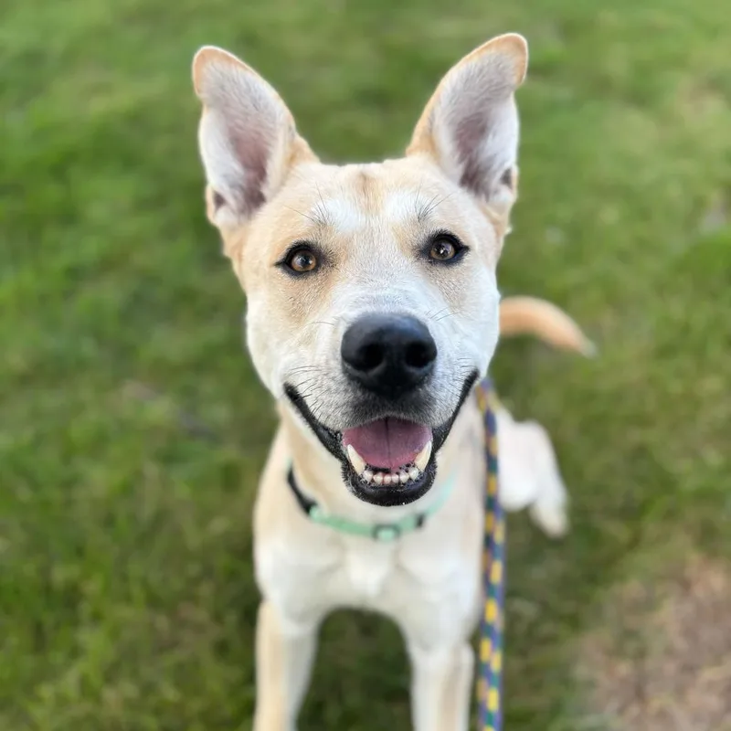 Okay Hoss thumbnail 5