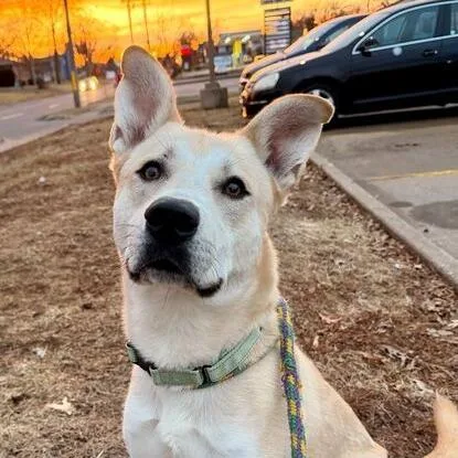 Okay Hoss thumbnail 6