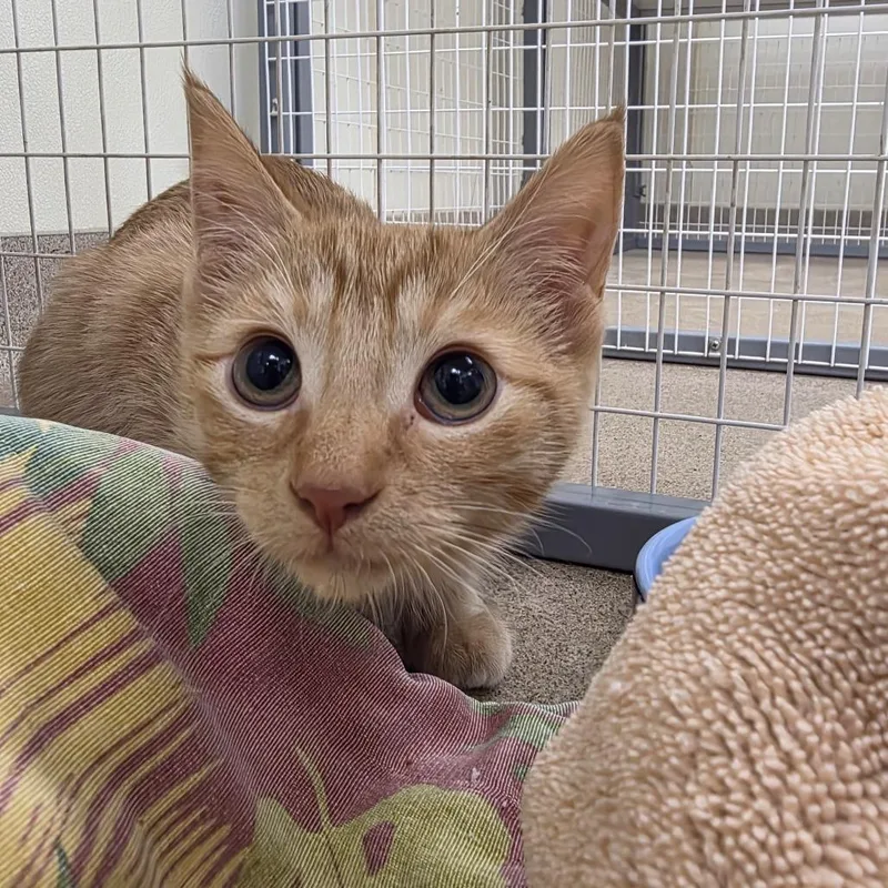 A baby small-sized female Orange / Red Domestic Short Hair cat named Jane for adoption in Oshkosh, WI