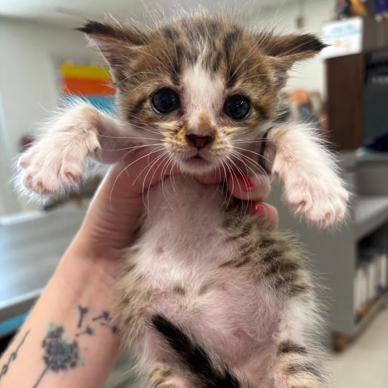A baby small-sized female Brown / Chocolate Domestic Short Hair cat named Ariel C for adoption in Napoleon, OH