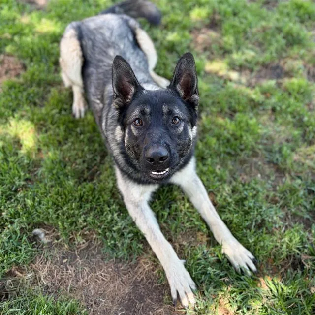 A young medium-sized male German Shepherd Dog dog named Hollander for adoption in Modesto, CA