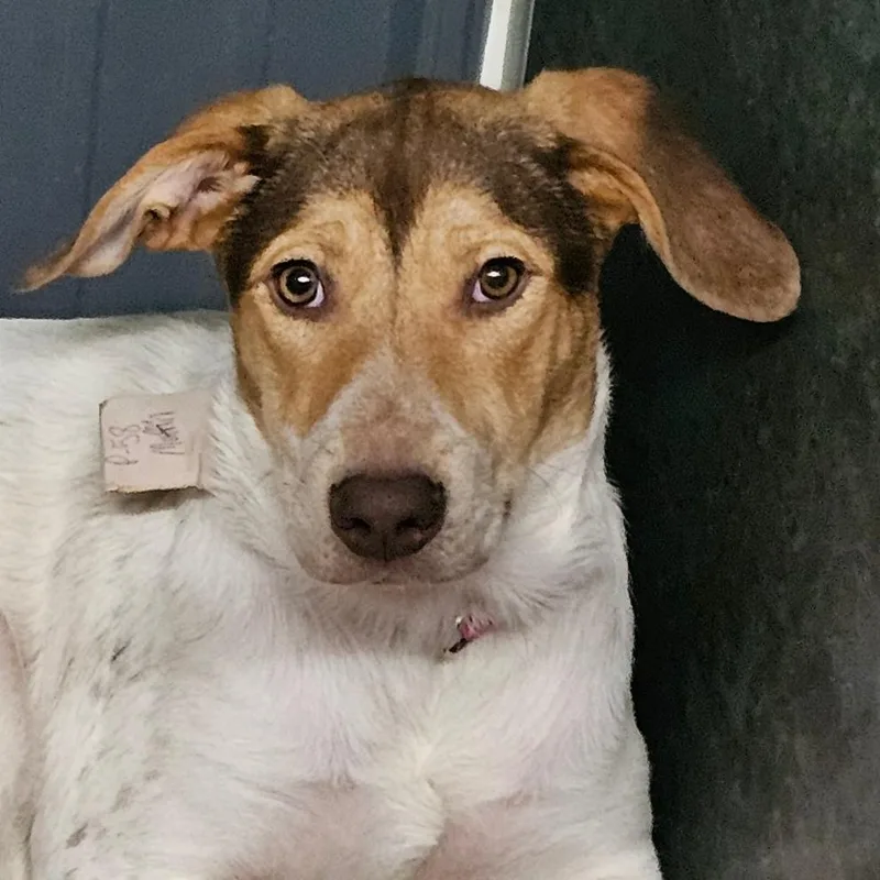 A young medium-sized female White / Cream Beagle dog named Latte for adoption in Grinnell, IA