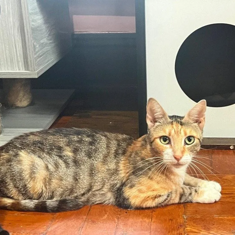 An adult medium-sized female Domestic Short Hair cat named Mama Hellen for adoption in Brooklyn, NY