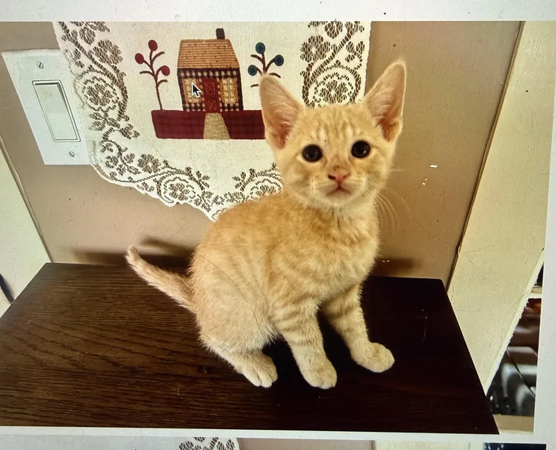 A baby small-sized male Domestic Short Hair cat named Peaches for adoption in South Pasadena, CA