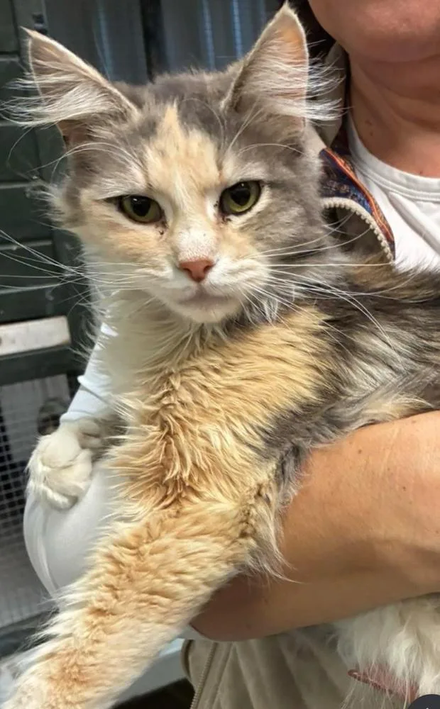 An adult medium-sized female Domestic Medium Hair cat named Eevee for adoption in Lafayette, CO